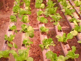 Name:  IMG0217A.jpg
Views: 2101
Size:  35.5 KB