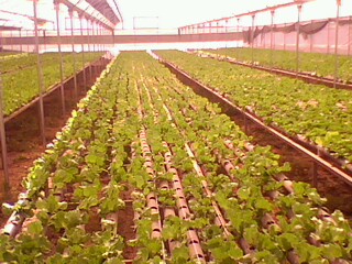 Name:  IMG0235A.jpg
Views: 2130
Size:  38.7 KB