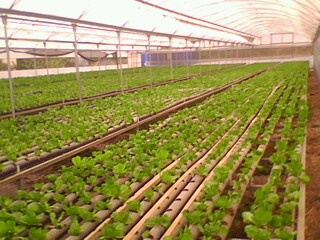 Name:  IMG0227A.jpg
Views: 1864
Size:  35.7 KB