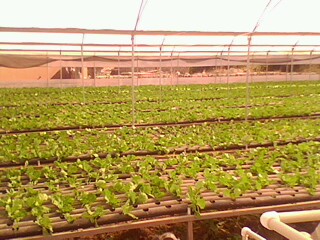 Name:  IMG0233A.jpg
Views: 1912
Size:  35.7 KB