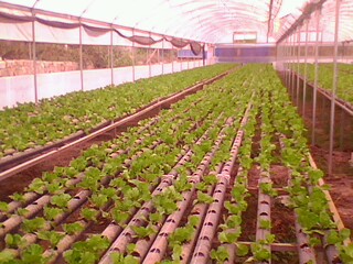 Name:  IMG0222A.jpg
Views: 1836
Size:  37.1 KB