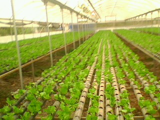 Name:  IMG0224A.jpg
Views: 1876
Size:  31.5 KB