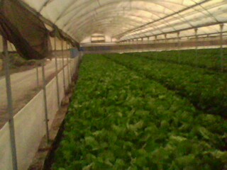 Name:  IMG0247A.jpg
Views: 1899
Size:  22.0 KB