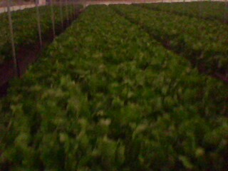 Name:  IMG0248A.jpg
Views: 1813
Size:  18.3 KB