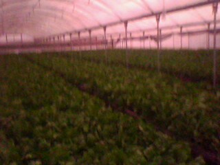 Name:  IMG0249A.jpg
Views: 1807
Size:  18.1 KB