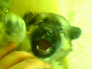 Name:  IMG0239A.jpg
Views: 1819
Size:  18.0 KB