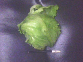 Name:  IMG0259A.jpg
Views: 1819
Size:  16.8 KB