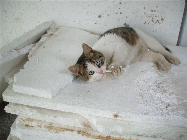 Name:  DSCF1249 (Small).JPG
Views: 9471
Size:  50.2 KB