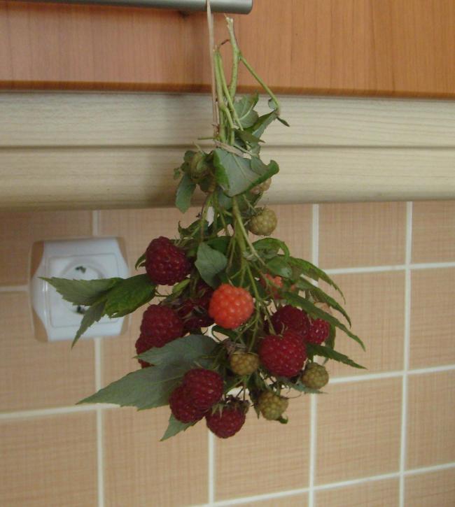 Name:  polka.jpg
Views: 2372
Size:  47.2 KB