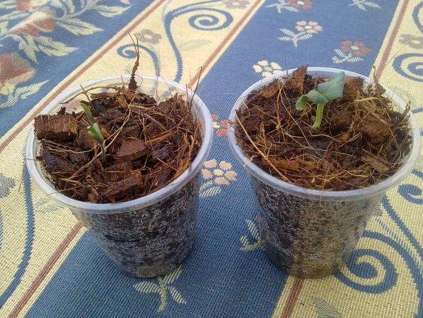 Name:  EmRe083.jpg
Views: 1769
Size:  70.4 KB