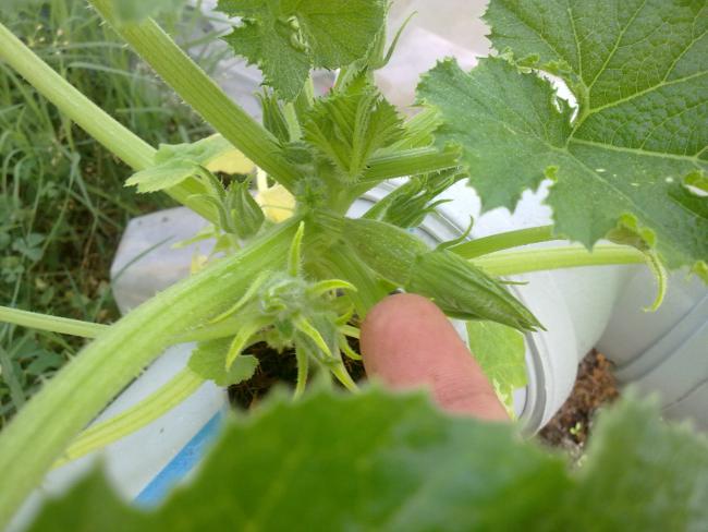 Name:  EmRe096.jpg
Views: 1508
Size:  44.4 KB