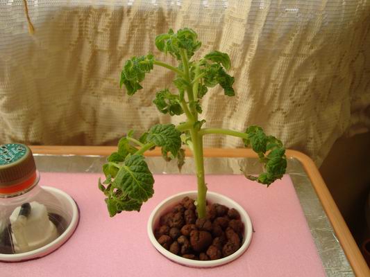 Name:  Resize of DSC05255.JPG
Views: 2918
Size:  50.2 KB