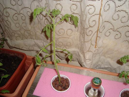 Name:  Resize of DSC05361.JPG
Views: 2795
Size:  59.1 KB