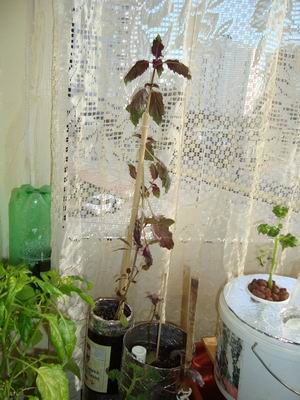 Name:  Resize of Rotation of DSC05303.JPG
Views: 3511
Size:  42.2 KB