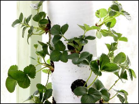 Name:  tubeplants.jpg
Views: 57278
Size:  31.2 KB