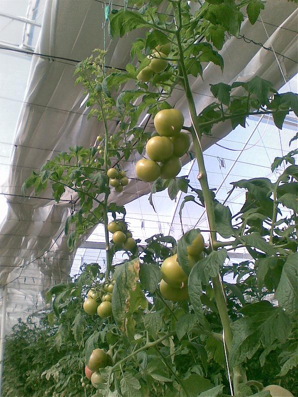 Name:  Grnt019.jpg
Views: 52428
Size:  108.9 KB