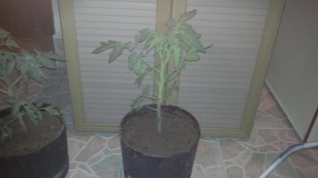 Name:  012.jpg
Views: 1422
Size:  20.5 KB