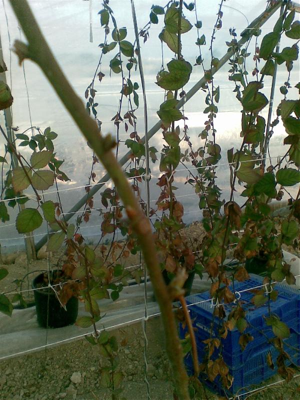 Name:  sahibinden_Grnt062.jpg
Views: 18579
Size:  99.1 KB