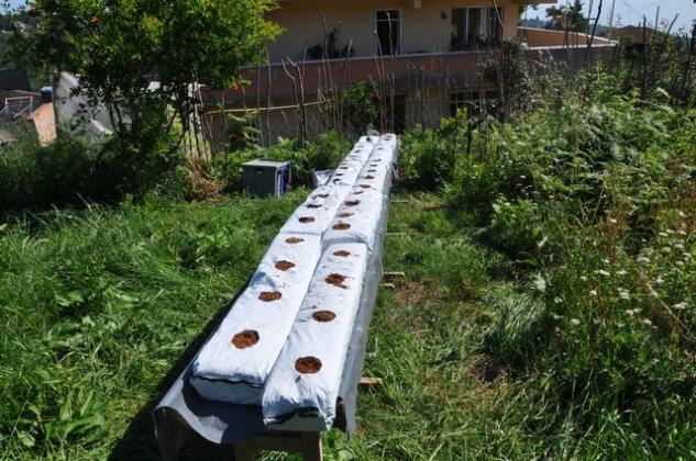 Name:  cocopeat-torbalar.jpg
Views: 13386
Size:  69.4 KB