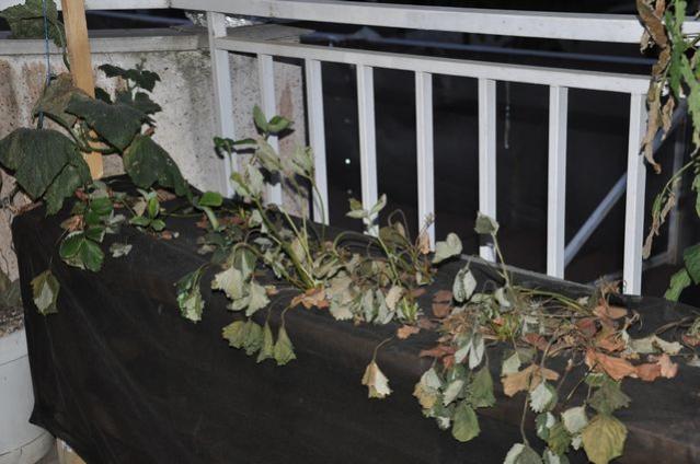 Name:  28Haziran-6m2balkon1.jpg
Views: 11009
Size:  45.8 KB