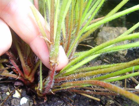 Name:  ilek kk boaz.jpg
Views: 2535
Size:  28.5 KB