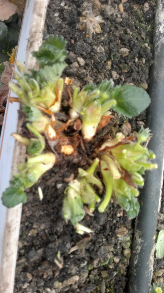 Name:  2013-02-16-081.jpg
Views: 1683
Size:  77.8 KB