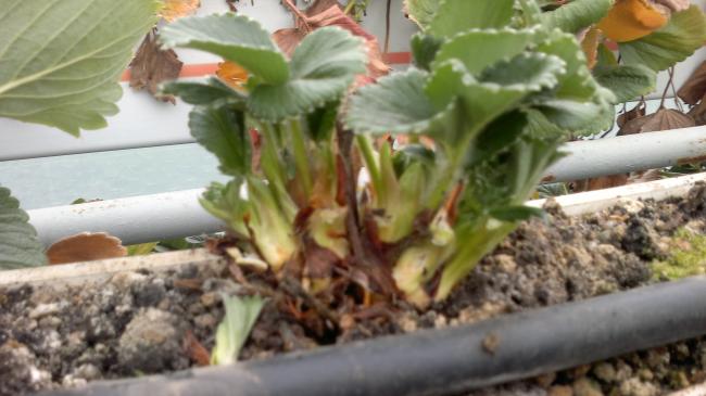 Name:  2013-02-15-080.jpg
Views: 1686
Size:  37.9 KB