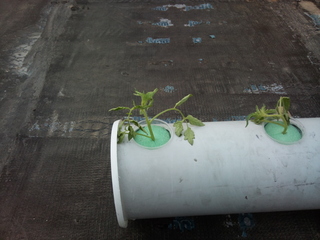 Name:  25032013002.jpg
Views: 2514
Size:  63.3 KB