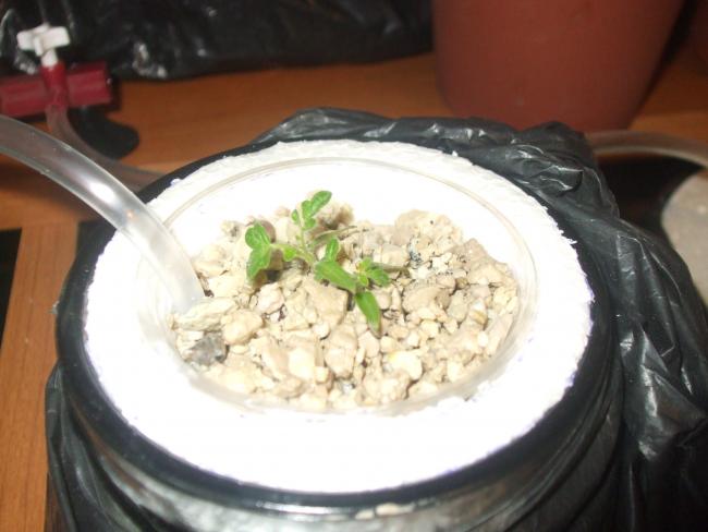 Name:  DSCF1793.jpg
Views: 1203
Size:  35.7 KB