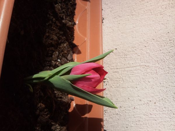 Name:  lale1.jpg
Views: 2140
Size:  58.6 KB