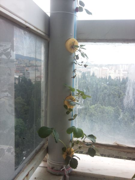 Name:  lksondurum.jpg
Views: 2283
Size:  48.0 KB