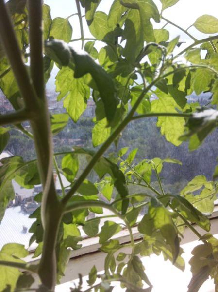 Name:  koltuk1.jpg
Views: 2051
Size:  47.0 KB