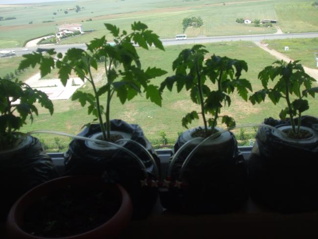 Name:  DSCF1835.jpg
Views: 1290
Size:  39.5 KB