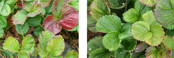 Name:  CILEK 1.jpg
Views: 2524
Size:  41.0 KB
