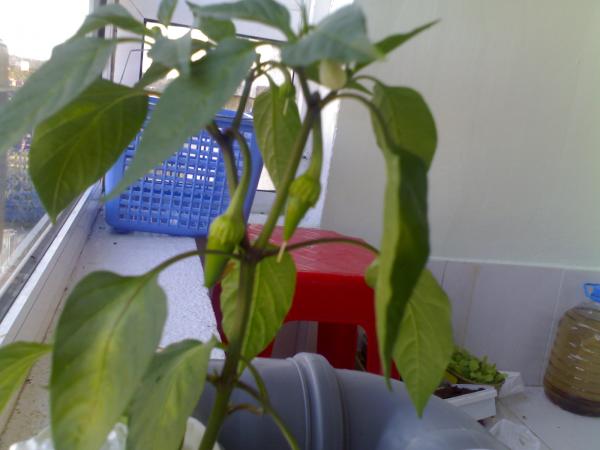 Name:  12082008113.jpg
Views: 3048
Size:  30.1 KB