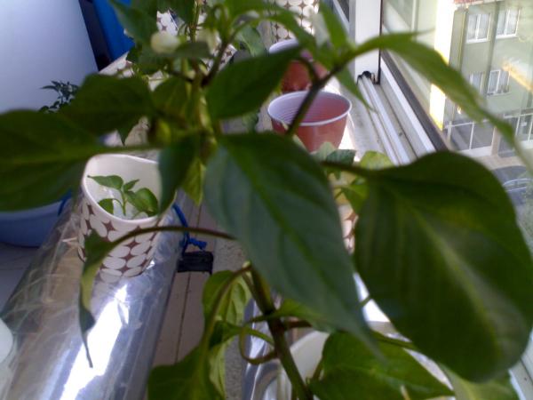 Name:  12082008114.jpg
Views: 3036
Size:  33.4 KB
