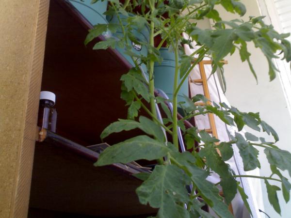 Name:  17072008131.jpg
Views: 3015
Size:  38.3 KB