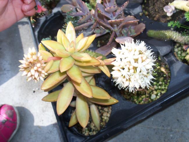 Name:  agaclar_05.jpg
Views: 1227
Size:  51.8 KB