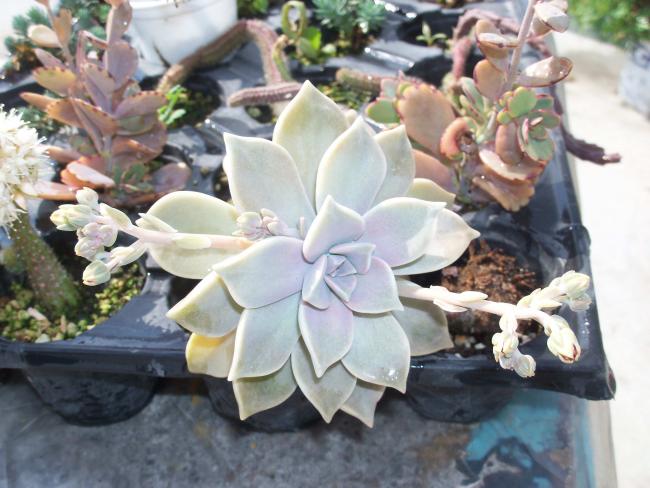 Name:  agaclar_06.jpg
Views: 1223
Size:  50.9 KB