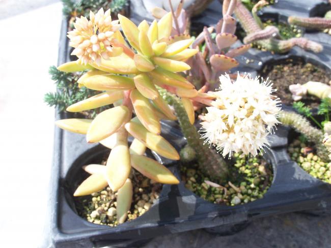 Name:  agaclar_08.jpg
Views: 1233
Size:  49.6 KB