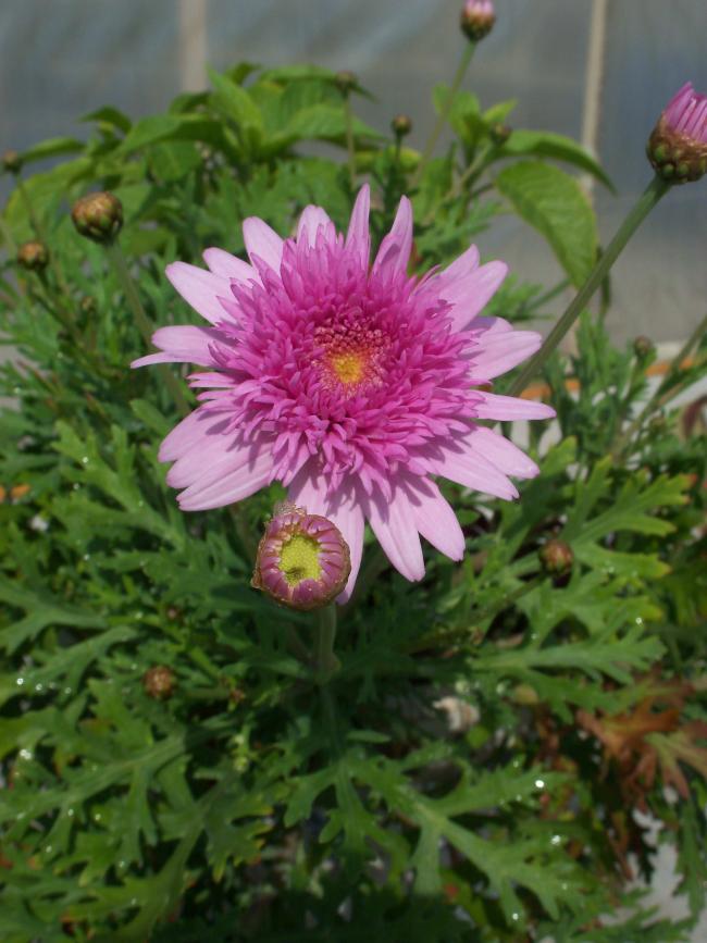 Name:  agaclar_20.jpg
Views: 1208
Size:  68.2 KB