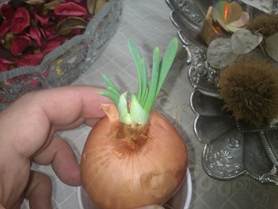 Name:  yesil_sogan.jpg
Views: 2989
Size:  30.6 KB