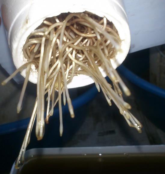 Name:  suda_sogan_kok_olusumu.jpg
Views: 2818
Size:  34.3 KB