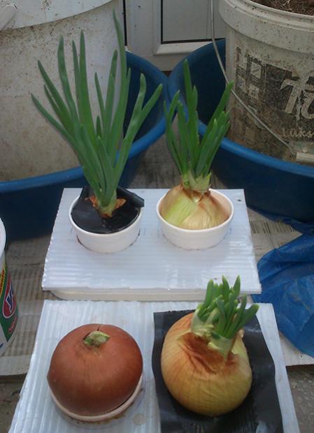 Name:  suda_sogan.jpg
Views: 3432
Size:  38.6 KB
