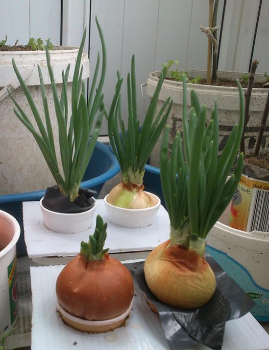 Name:  green_onion.jpg
Views: 2666
Size:  53.6 KB