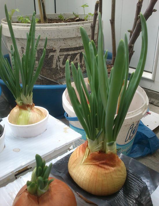 Name:  hydroponic_onion.jpg
Views: 2763
Size:  58.4 KB