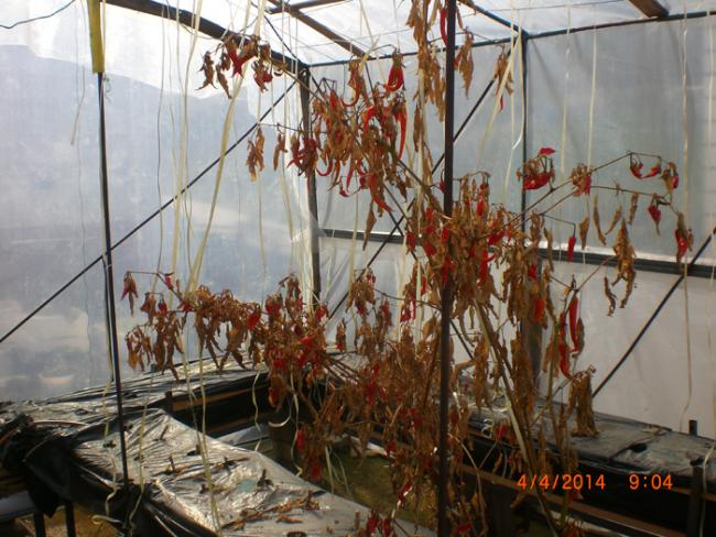 Name:  sreadaki biberaac.jpg
Views: 2173
Size:  63.0 KB