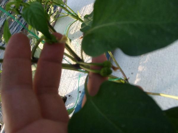 Name:  sahibinden_S7301770.jpg
Views: 5875
Size:  27.6 KB