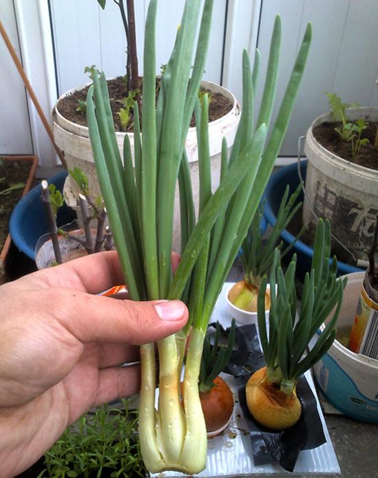 Name:  temizlenmis_sogan.jpg
Views: 2671
Size:  61.3 KB