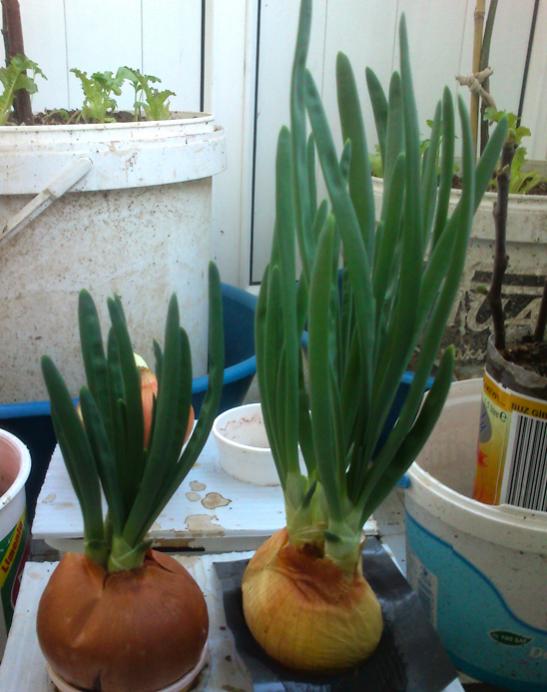 Name:  yesil_sogan.jpg
Views: 5618
Size:  49.8 KB